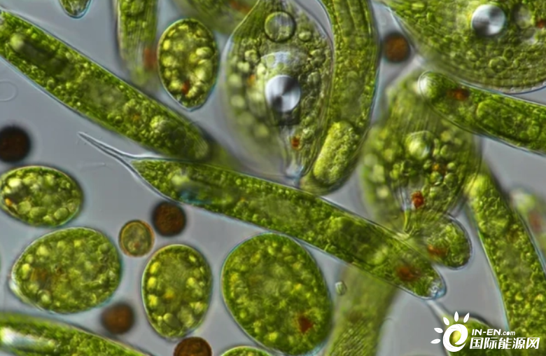 生物质能——测序可以释放单细胞藻类的真正潜力