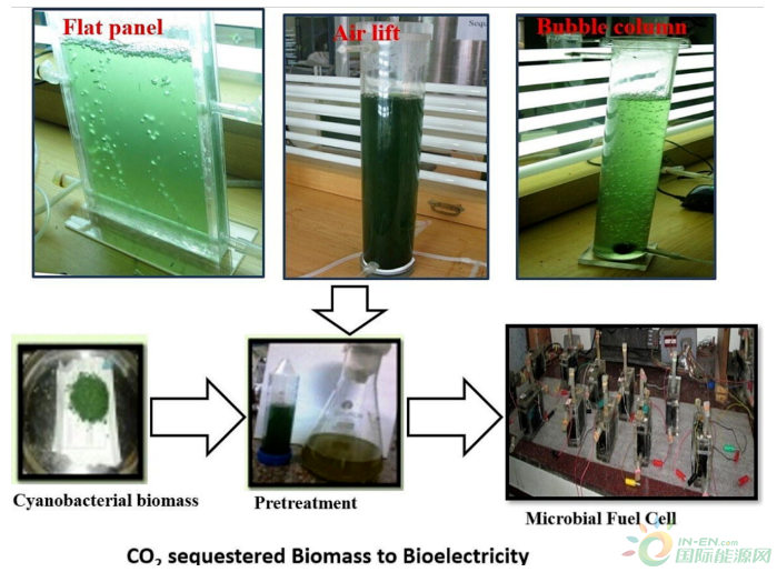 蓝藻生物质的预处理，用于生产微生物燃料电池中的生物燃料