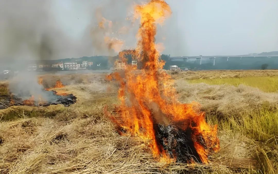 双碳硬指标！未来三年，生物质燃料成水泥厂、煤电厂的必抢“新煤炭”！